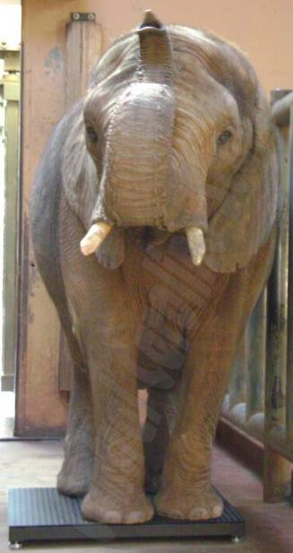 zoo elephant weighing