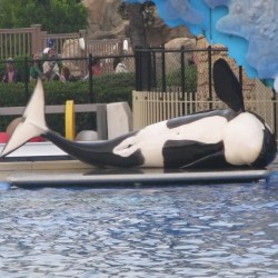 Emery Winslow Whale Scale