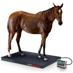 Rice Lake RoughDeck EQ Equine Scale 