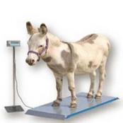 Livestock Weight Scales
